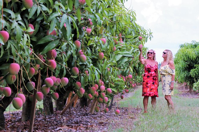 Boutique Atherton Tablelands Small-Group Food and Wine Tasting Tour From Cairns - Supporting Local Businesses