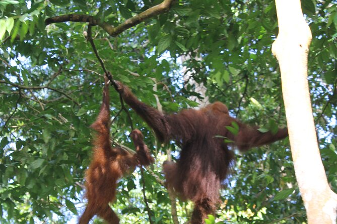 Bukit Lawang Tour 3days-2 Night Jungle Trekking Including Rafting - Tips for an Enjoyable Experience