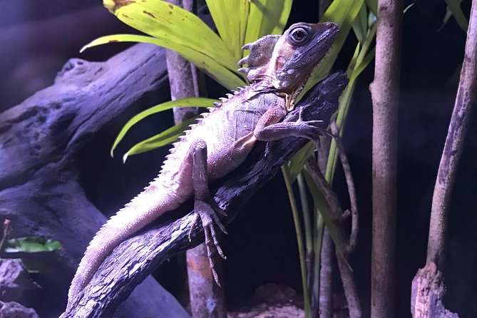 Cairns Aquarium Admission Ticket - Tips for Your Visit