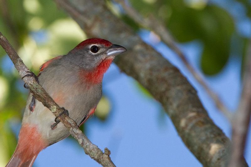 Cancun: Private Birdwatching Tour - Tour Inclusions