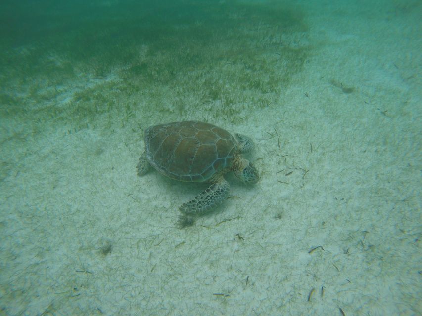 Cancún: Snorkeling With Marine Turtles - Frequently Asked Questions