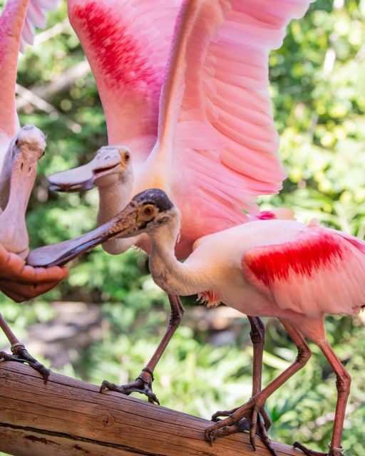 Cartagena: Day Tour Aviary and Playa Blanca by Bus! - What to Expect at the Aviary