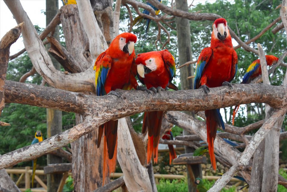 Cartagena: National Aviary of Colombia Entrance Tickets - Visitor Reviews and Feedback