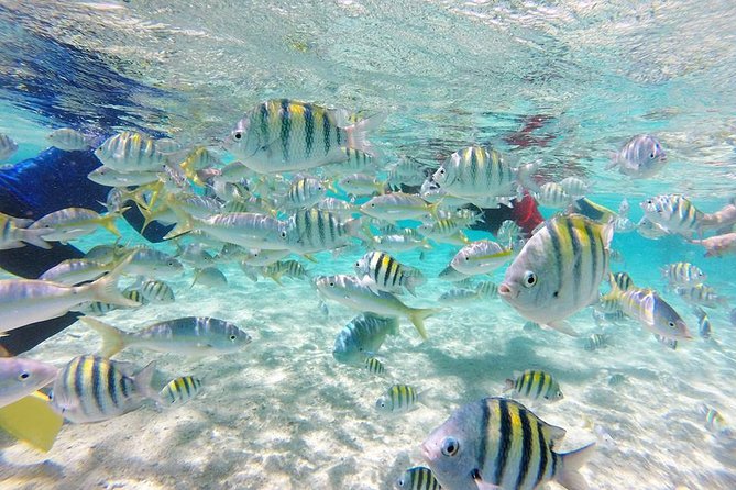 Cayo Arena, Paradise Island Tour - Booking Details and Pricing