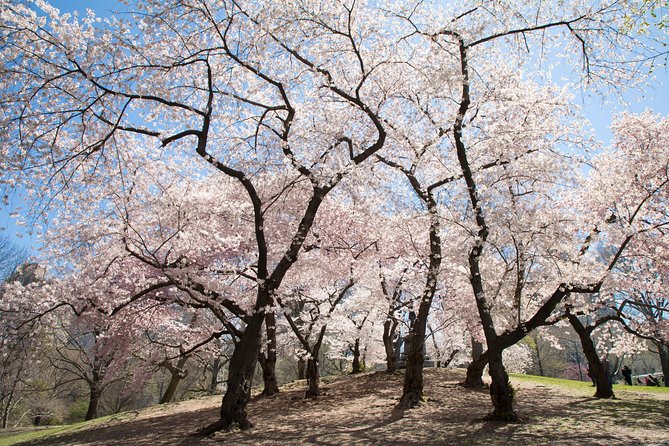 Central Park Photography Tour With Local Photographer - Customer Reviews and Feedback