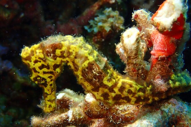 Champagne Reef, Bubble Beach and Scotts Head Snorkeling Tour by Boat in Dominica - Booking and Cancellation Policy