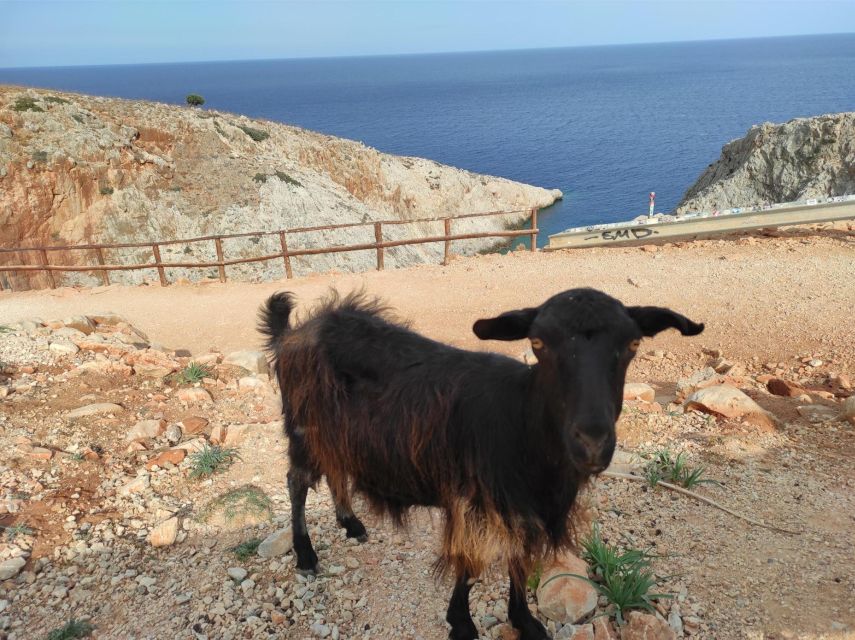 Chania Pink Sand Beaches Private Tour: Elafonisi & Falasarna - Contact and Reservation Information