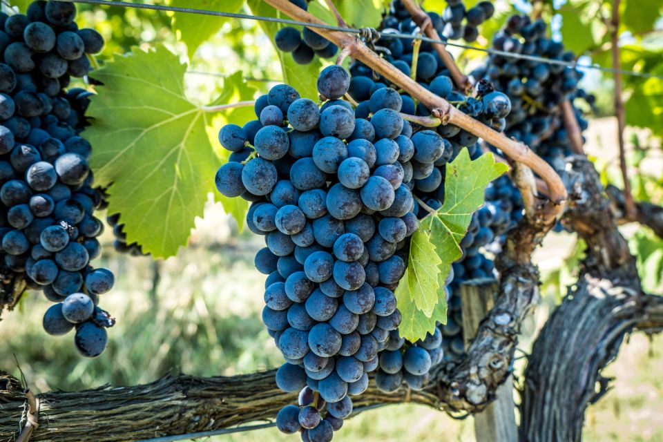 Chianciano Terme: Private Guided Winery Tour & Wine Tasting - Shop for Organic Products