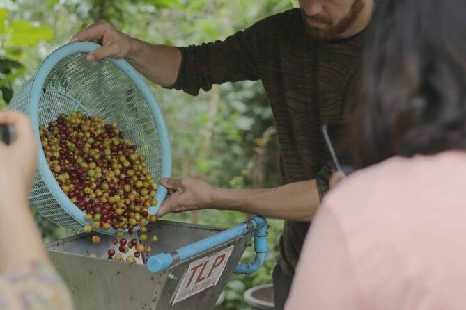 Chiangmai Coffee Farm Tour - Reviews and Ratings