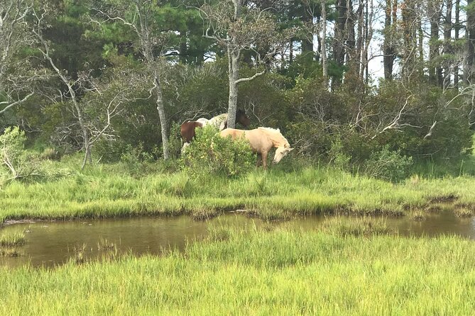 Chincoteagues Up The Bay Pony and Wildlife Tour by Boat - What to Bring