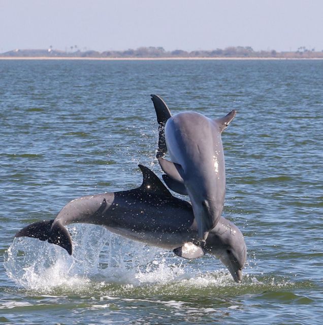 Cocoa Beach: Private 2-Hour Dolphin Sightseeing Tour - Sights and Wildlife Viewing