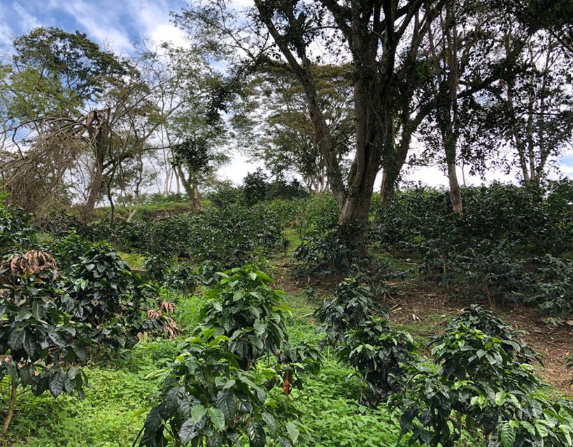 Coffee Farm and Salento Walking Tour With Lunch - Related Tour Options