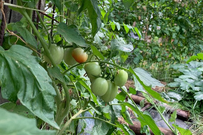 Cook and Eat in the Citrus Grove in Sorrento - Additional Experience Insights
