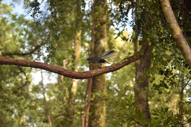 Cruise & Rainforest Walk - Franz Josef Glacier - Important Information