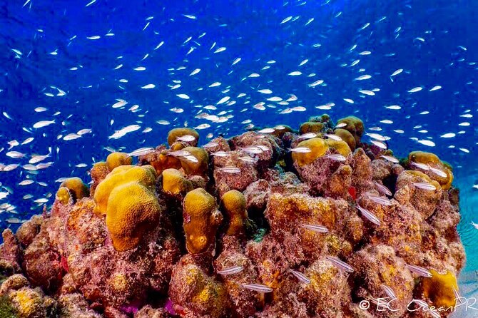 Culebra Snorkel and Beach Tour With Lunch and Drinks - Tour Reviews and Ratings