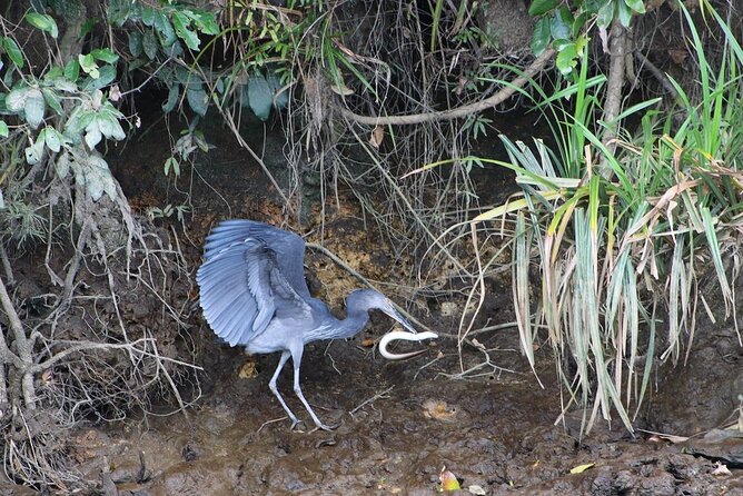 Daintree River Cruise - Tips for an Enjoyable Experience