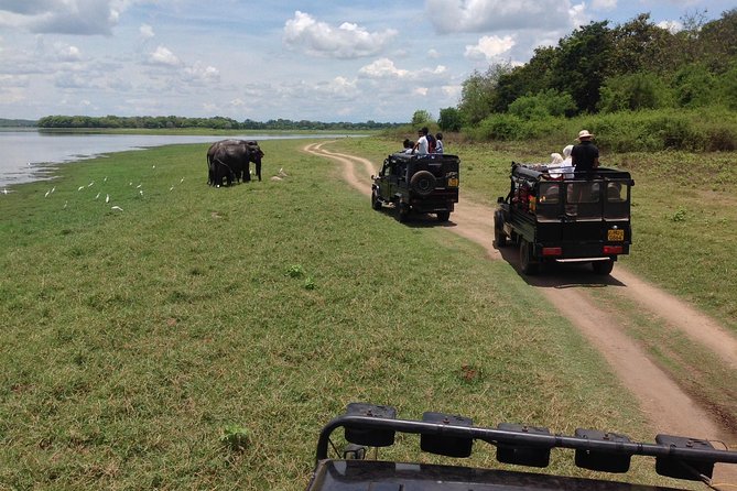 Day Tour From Colombo to Sigiriya, Pidurangala Rock & National Park Safari - Reviews and Feedback