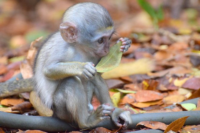 Day Tour Including Harrisons Cave St. Nicholas Lunch and Monkeys - Important Tour Information