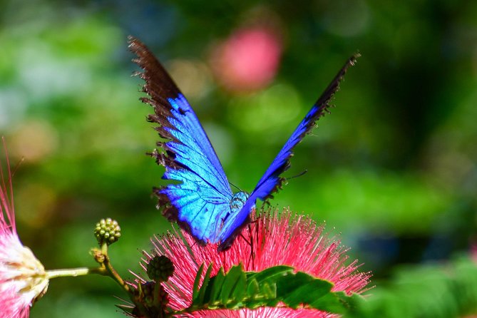 Day Tour to Paronella Park, Lake Barrine and Millaa Millaa Falls - Travel Tips