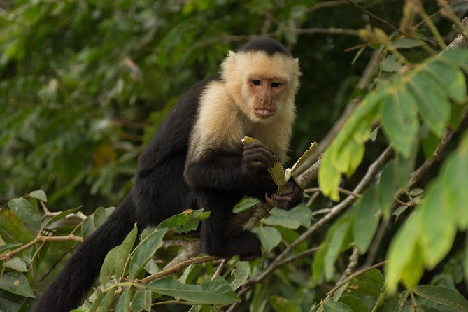 Day Trip to Caño Negro Including Río Frio Boat Experience From La Fortuna - Booking Information