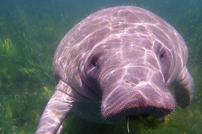 Deluxe Manatee Swim Tour - Booking Information and Contact Details