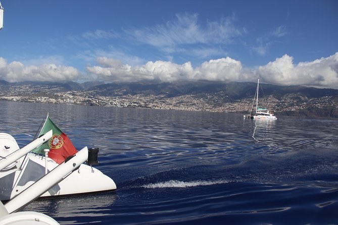 Dolphin and Whale Watching Catamaran Cruise From Funchal - Tour Reviews and Ratings