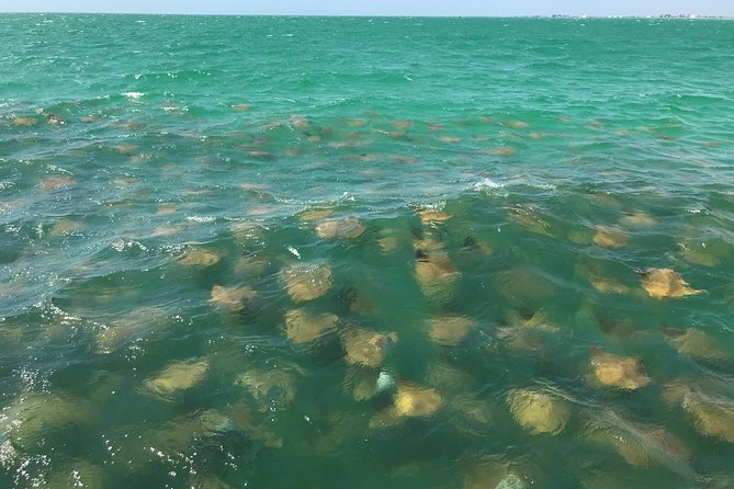 Dolphin Shelling Snorkeling Cruise in Tampa - Tips for a Great Experience