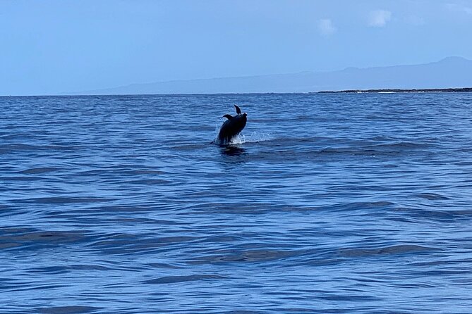 Dolphin Watch & Snorkel Captain Cook Monument Big Island Kailua-Kona Hawaii - Environmental Considerations