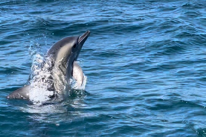 Dolphin Watching and Boat Tour in Sesimbra - Additional Information