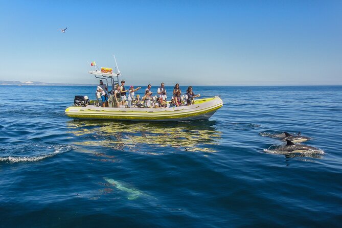 Dolphin Watching at the Arrabida (Lisbon Region) - Tips for a Great Dolphin Watching Experience