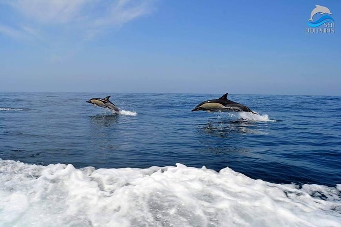 Dolphins Watching - What to Expect