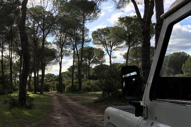 Doñana National Park and El Rocío: Guided Tour From Seville - Spotting Over 300 Bird Species