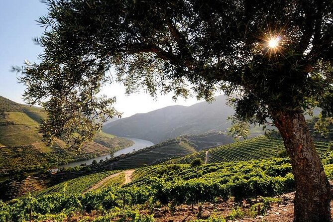 Douro Valley Small-Group Tour: 2 Wineries, Lunch, Optional Cruise - Knowledgeable Tour Guides