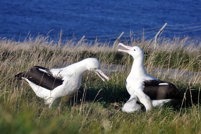 Dunedin City Highlights, Otago Peninsula Scenery & Albatross Guided Tour - Important Tour Information
