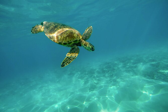 E-Scooter Snorkel With Photo and Video At Turtle Town - Tips for a Great Experience