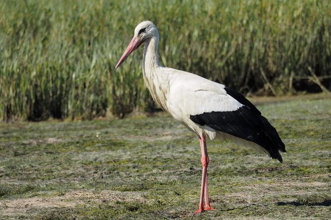 Eco Boat Tour in the Ria Formosa Lagoon From Faro - Booking and Contact Information