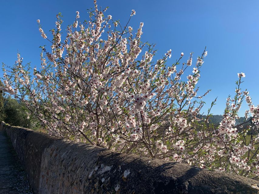 Embrace the Enchantment of Mallorcas Almond Blossom Season - Scenic Drive