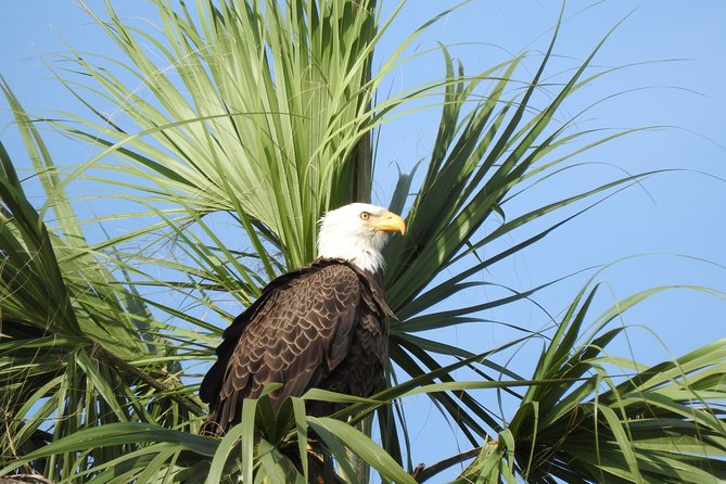 Everglades Day Safari From Fort Myers/Naples Area - Tips for Participants