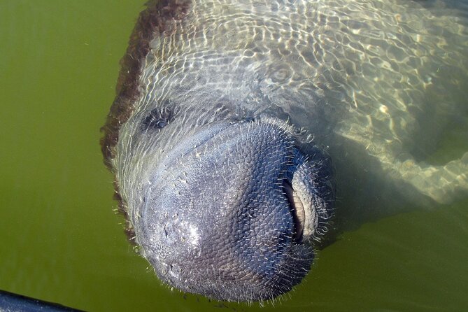 Everglades National Park Dolphin, Birding and Wildlife Boat Tour (2 Hours) - Tips for Your Tour