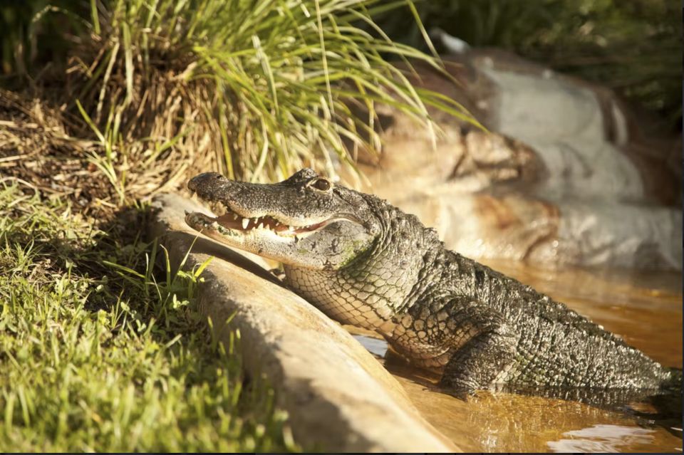 Everglades: Sawgrass Park Airboat Adventure Package - Accessibility Considerations