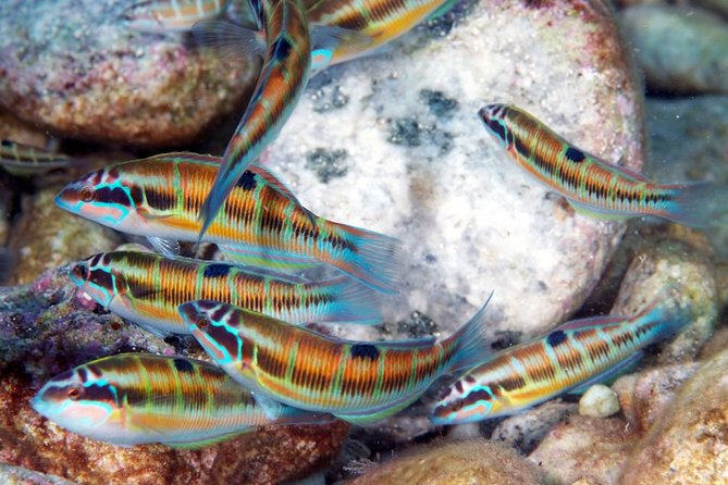 Exciting PADI Discover Scuba Diving Experience Isola Bella Marine Park Taormina - Important Additional Information