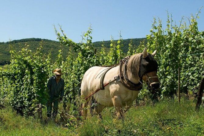 Fantastic, Full Day, Private Wine Tour to Alsace! - Accessibility Considerations