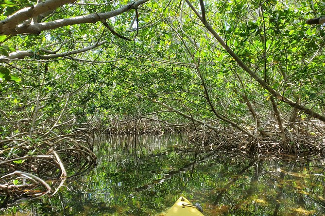 Florida Keys Mangrove Eco Tour of Manatee Bay - Planning Your Visit