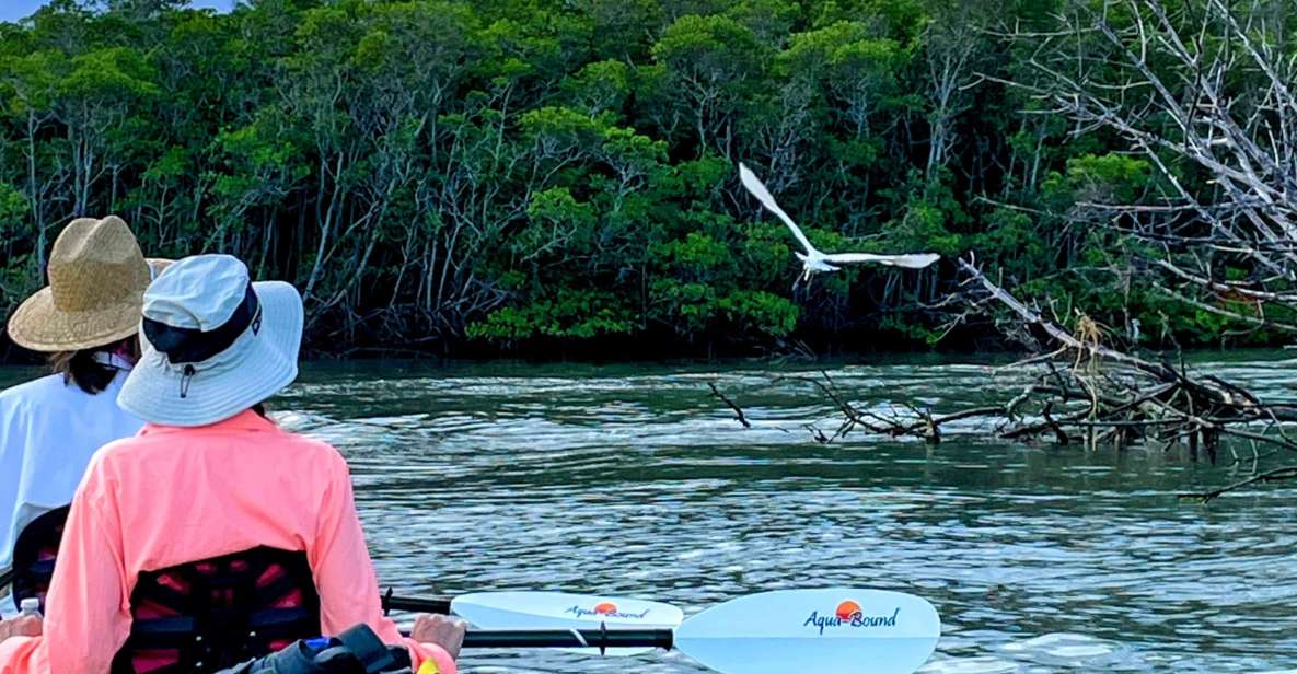 Fort Pierce: 4-hr Mangroves & Dolphin Watch Sandbar in FL - Chances of Spotting Wildlife