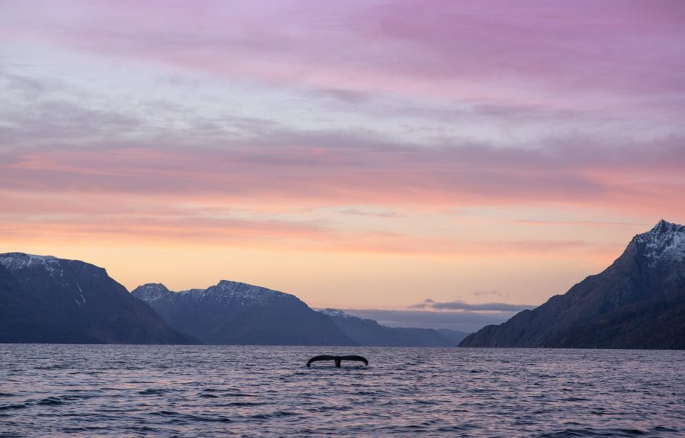 From Alta: Fjord & Whale Adventure - Frequently Asked Questions