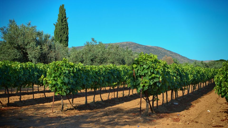 From Athens: Wine, Oil, & Cheese Tasting in Nemea & Argolis - Local Cheese and Olive Oil