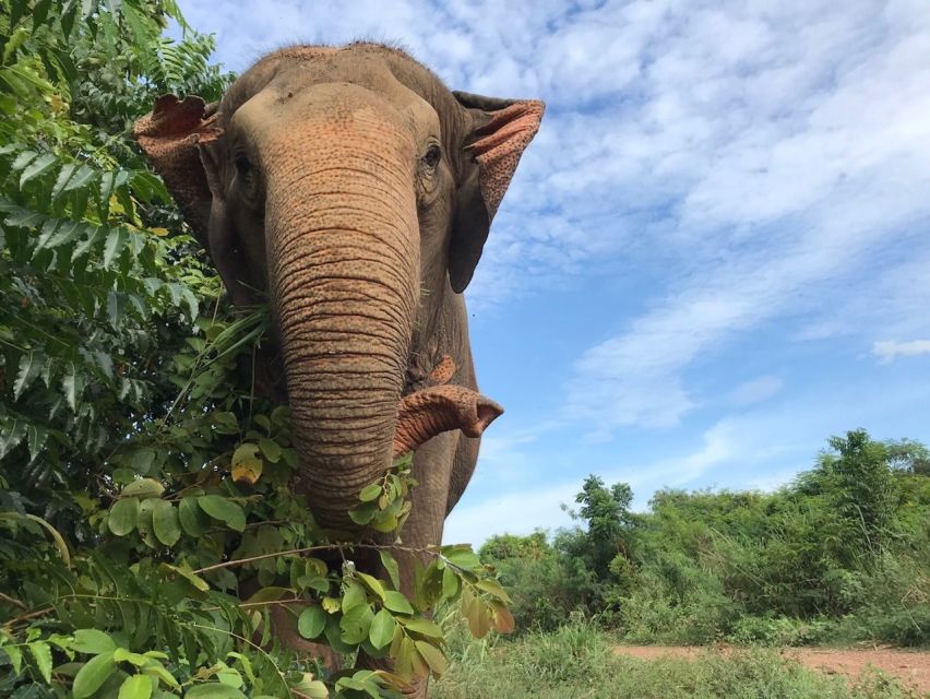 From Bangkok: Pattaya Ethical Elephant Sanctuary Day Trip - Cancellation Policy and Considerations