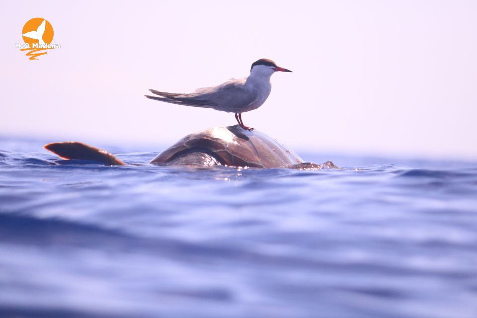 From Calheta: Whale and Dolphin Watching RIB Boat Tour - Cancellation Policy