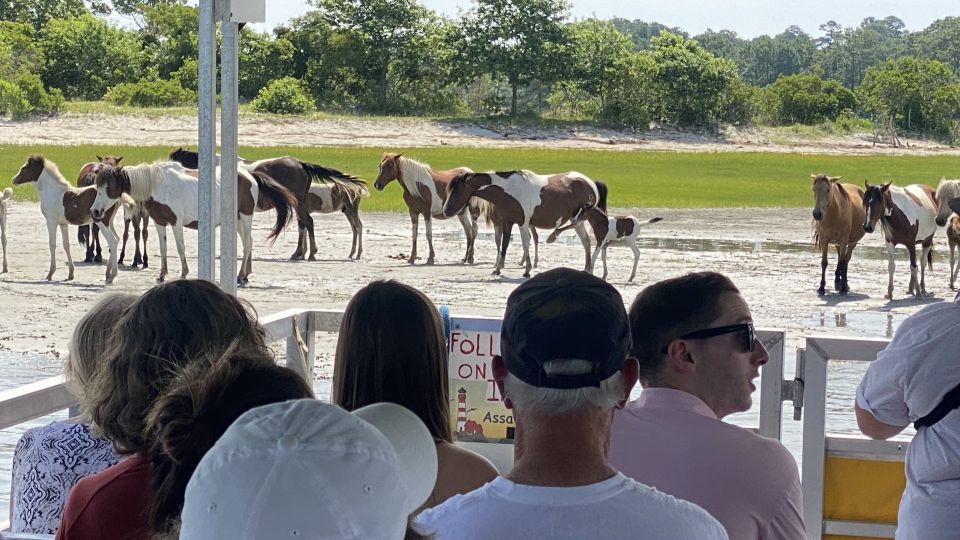 From Chincoteague Island: Assateague Island Boat Tour - Tour Operating Conditions