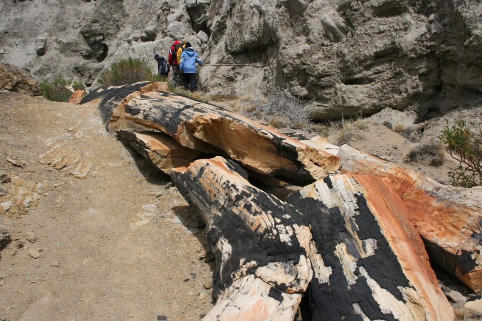 From El Calafate: La Leona Petrified Forest Day Trip - Return Details